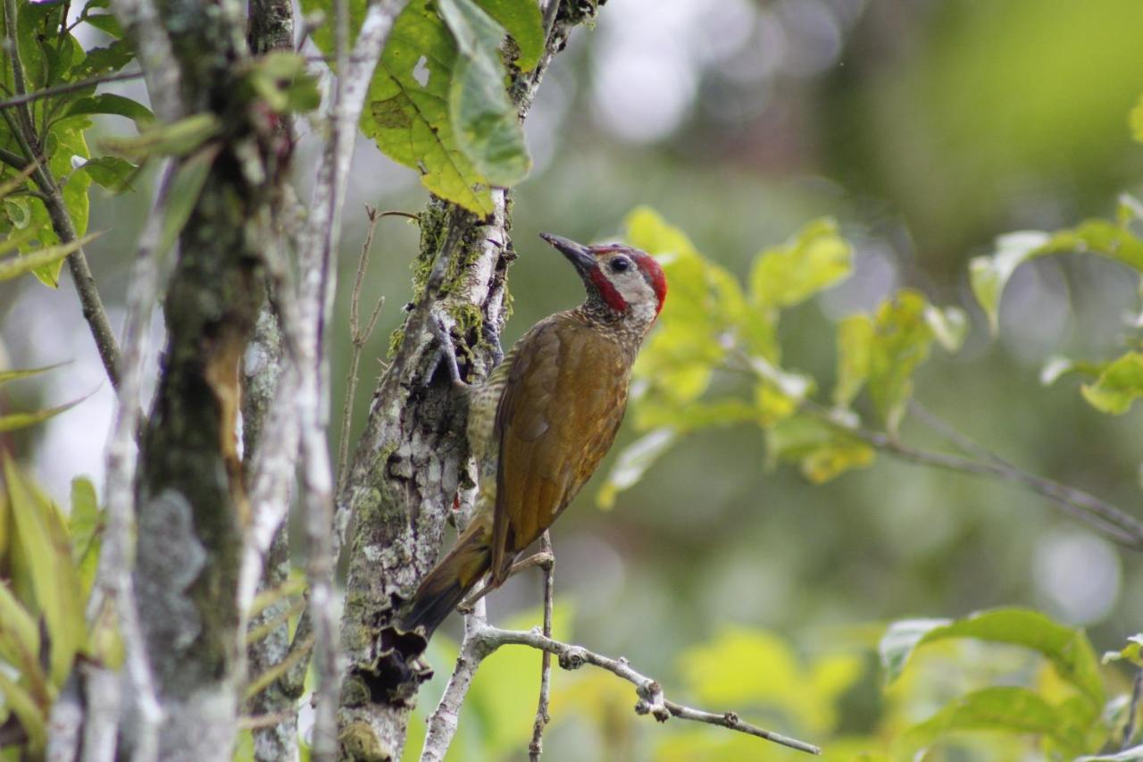 Cabañas Colibrí Tayutic Turrialba Exterior foto