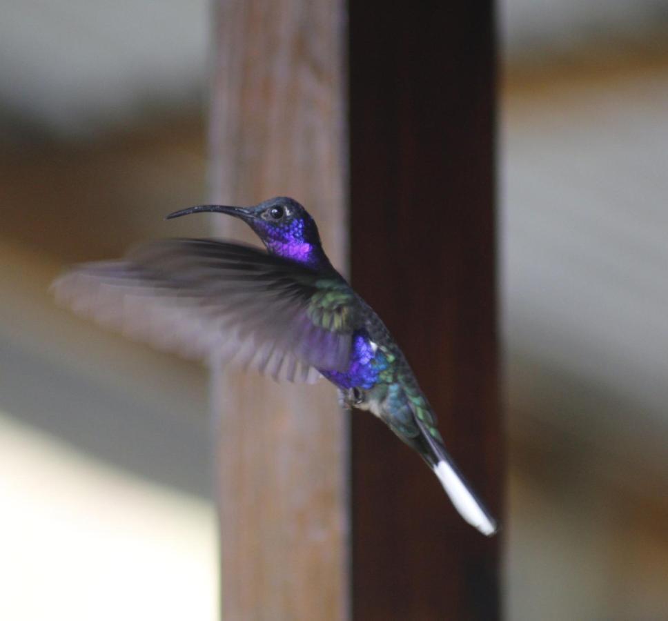 Cabañas Colibrí Tayutic Turrialba Exterior foto