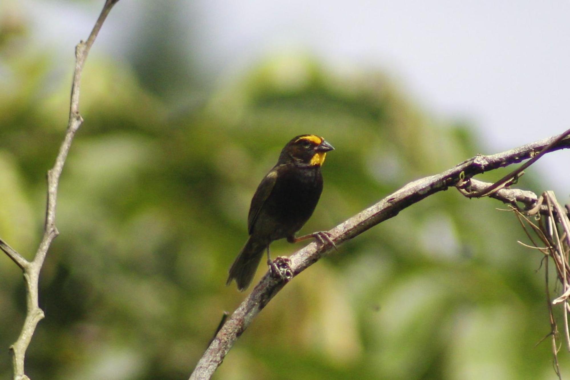 Cabañas Colibrí Tayutic Turrialba Exterior foto